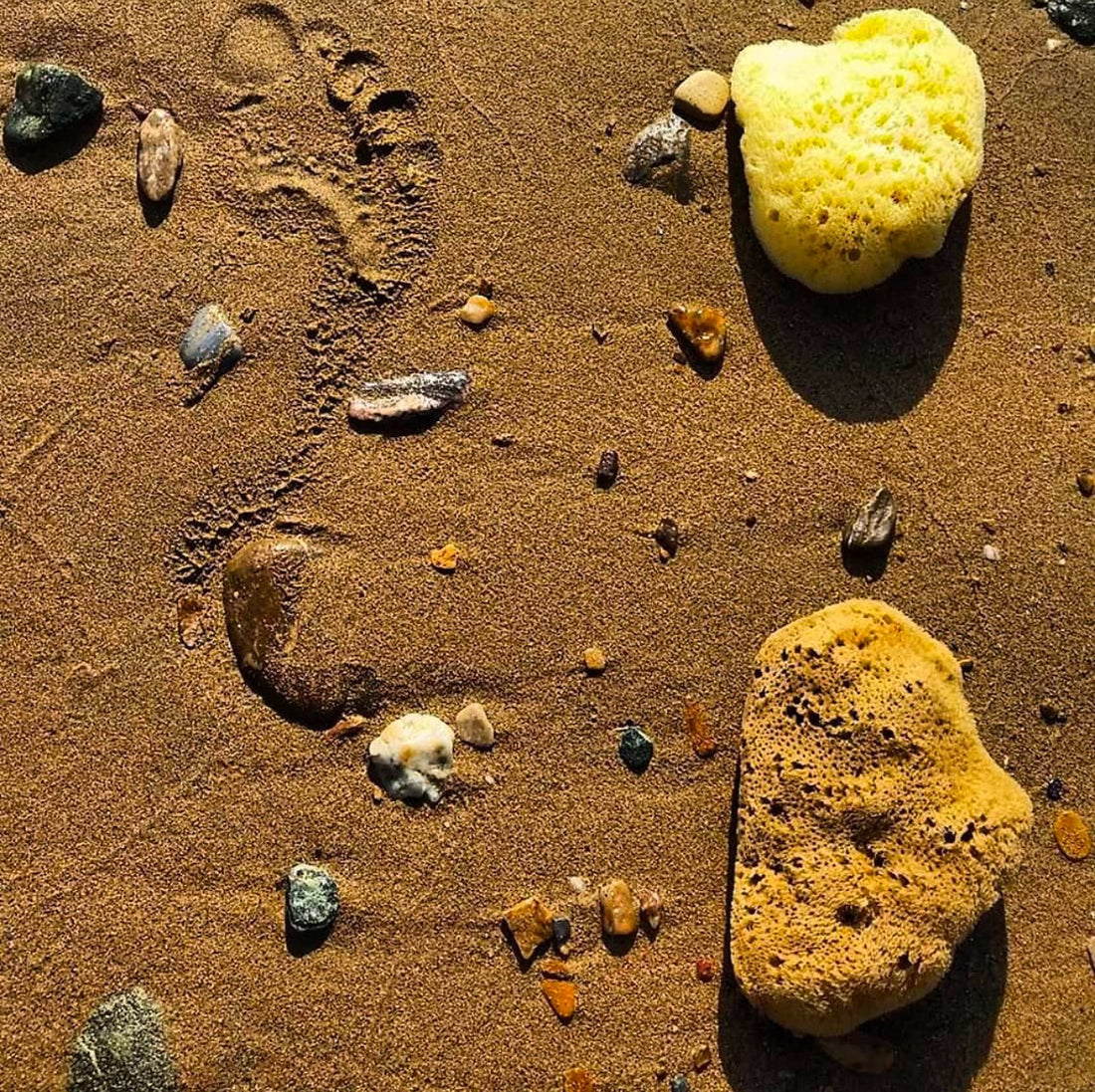 The Ultimate Guide to Natural Sea Sponges - Aqua Zoi