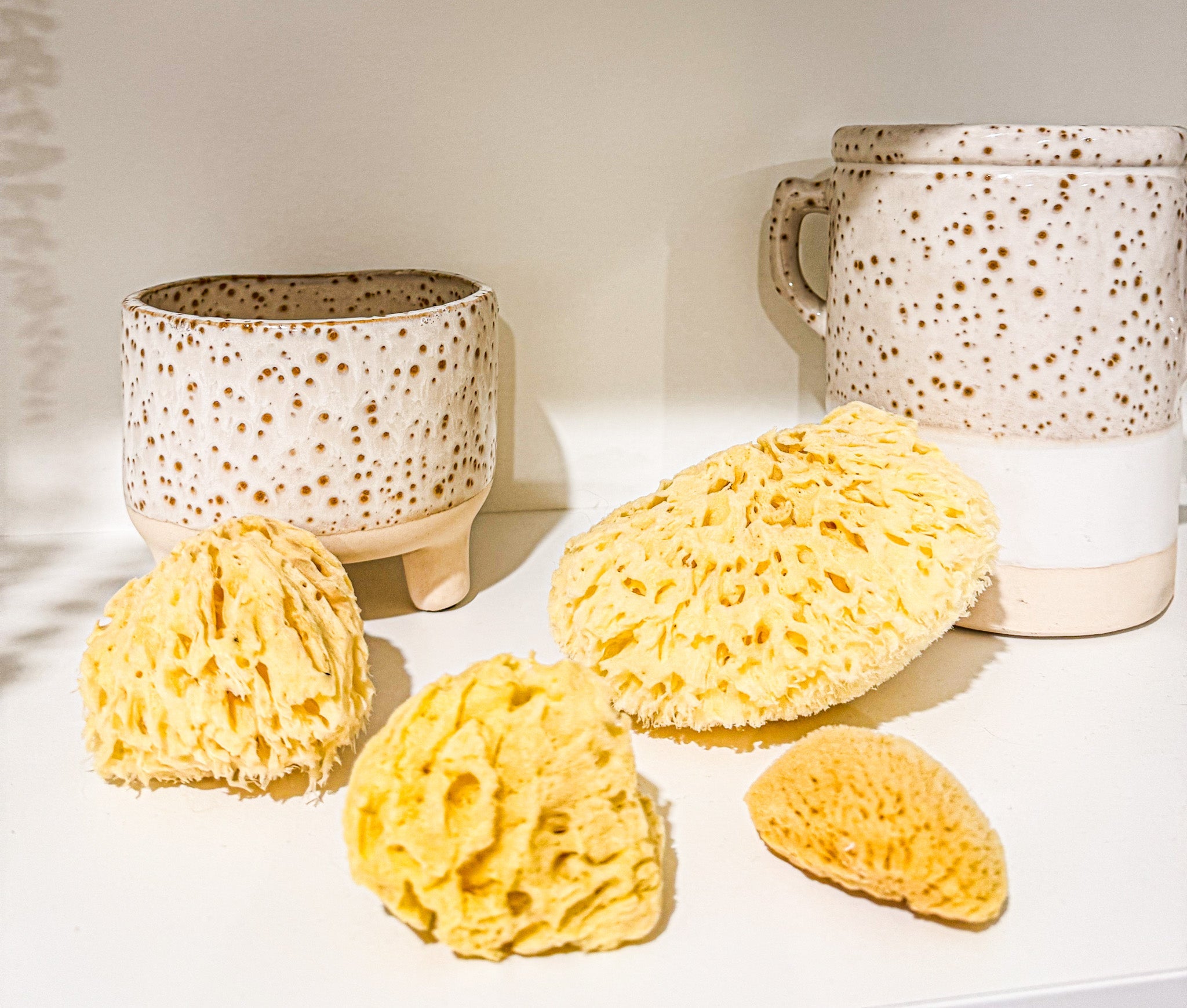 Sea Sponges - Aqua Zoi