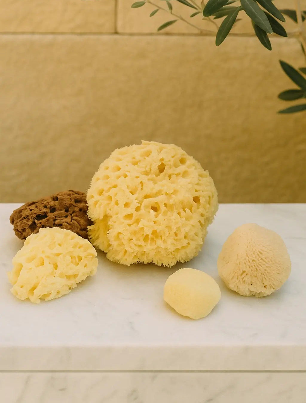 Set of natural sea sponges on a marble surface with a yellow wall and green plant in the background.