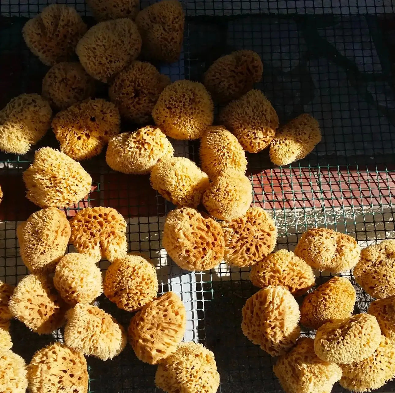 Natural sea sponges on a metal grid