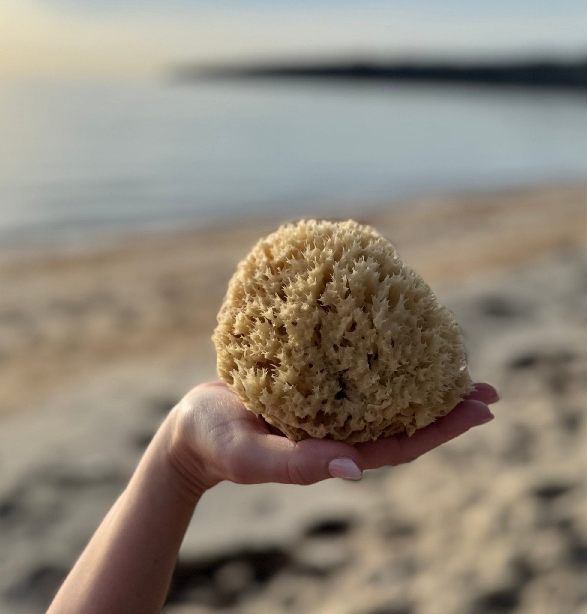 The Silky Sponge - Aqua Zoi