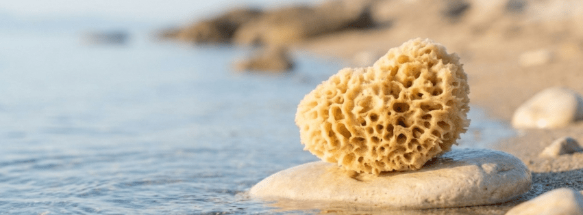 The Ultimate Guide to Natural Sea Sponges - Aqua Zoi