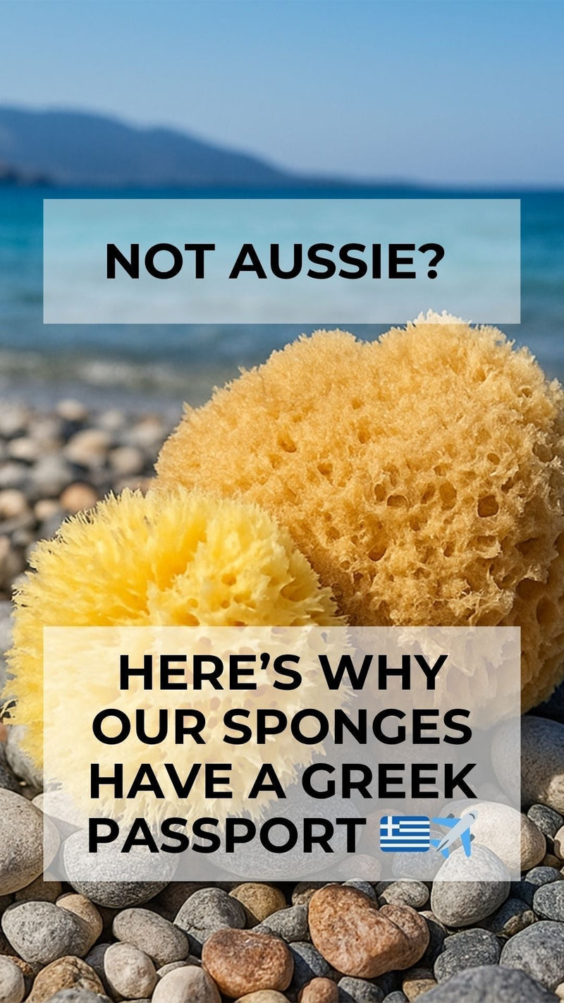Why Our Sponges Come from the Mediterranean – Not Australia - Aqua Zoi