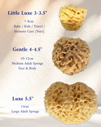 Three different sizes of sponges with measurements and descriptions on a white background