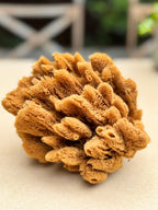 Decor Sea Sponges | Limited Editions | One of a Kind