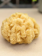 Decor Sea Sponges | Limited Editions | One of a Kind
