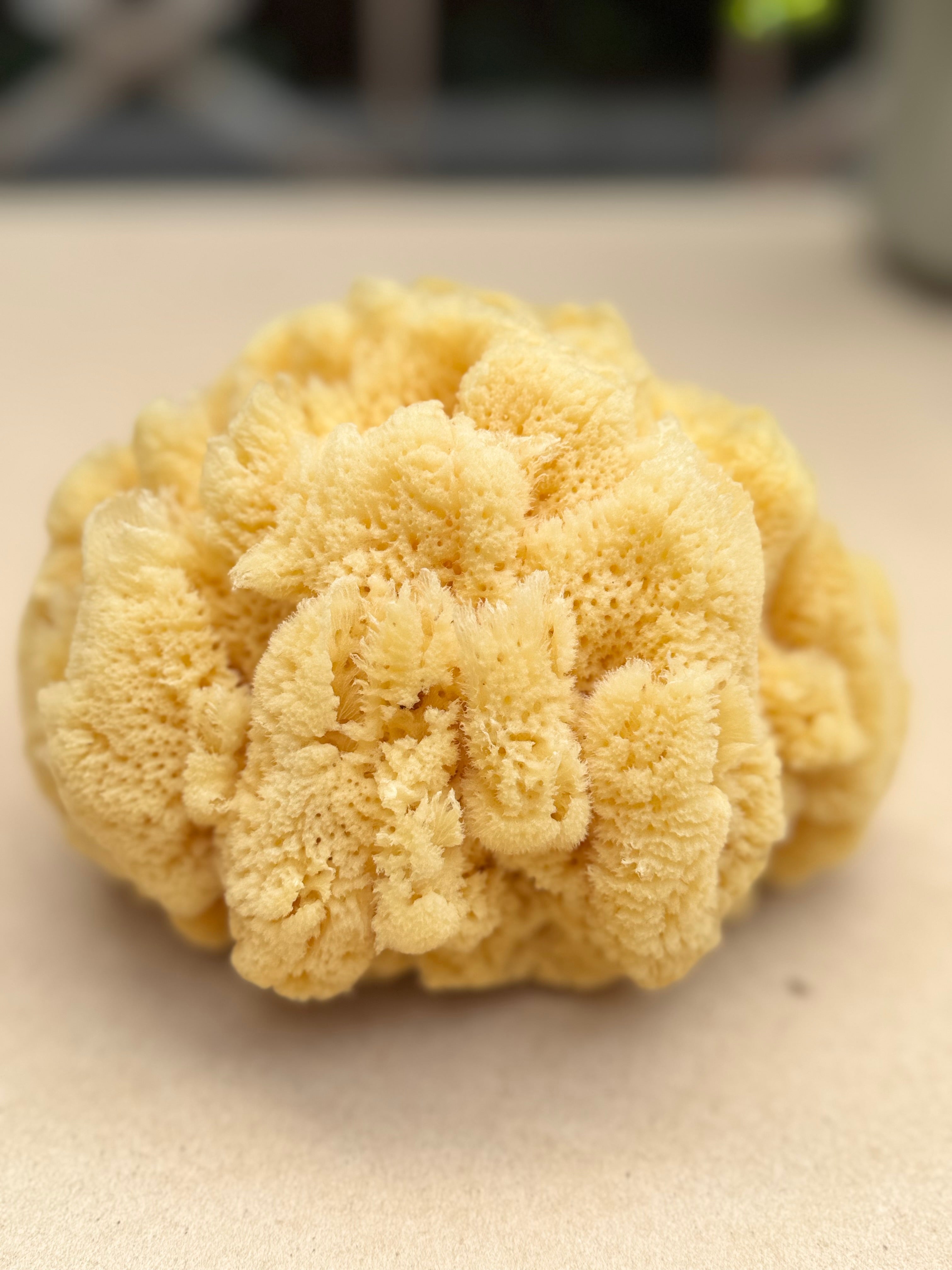 Decor Sea Sponges | Limited Editions | One of a Kind