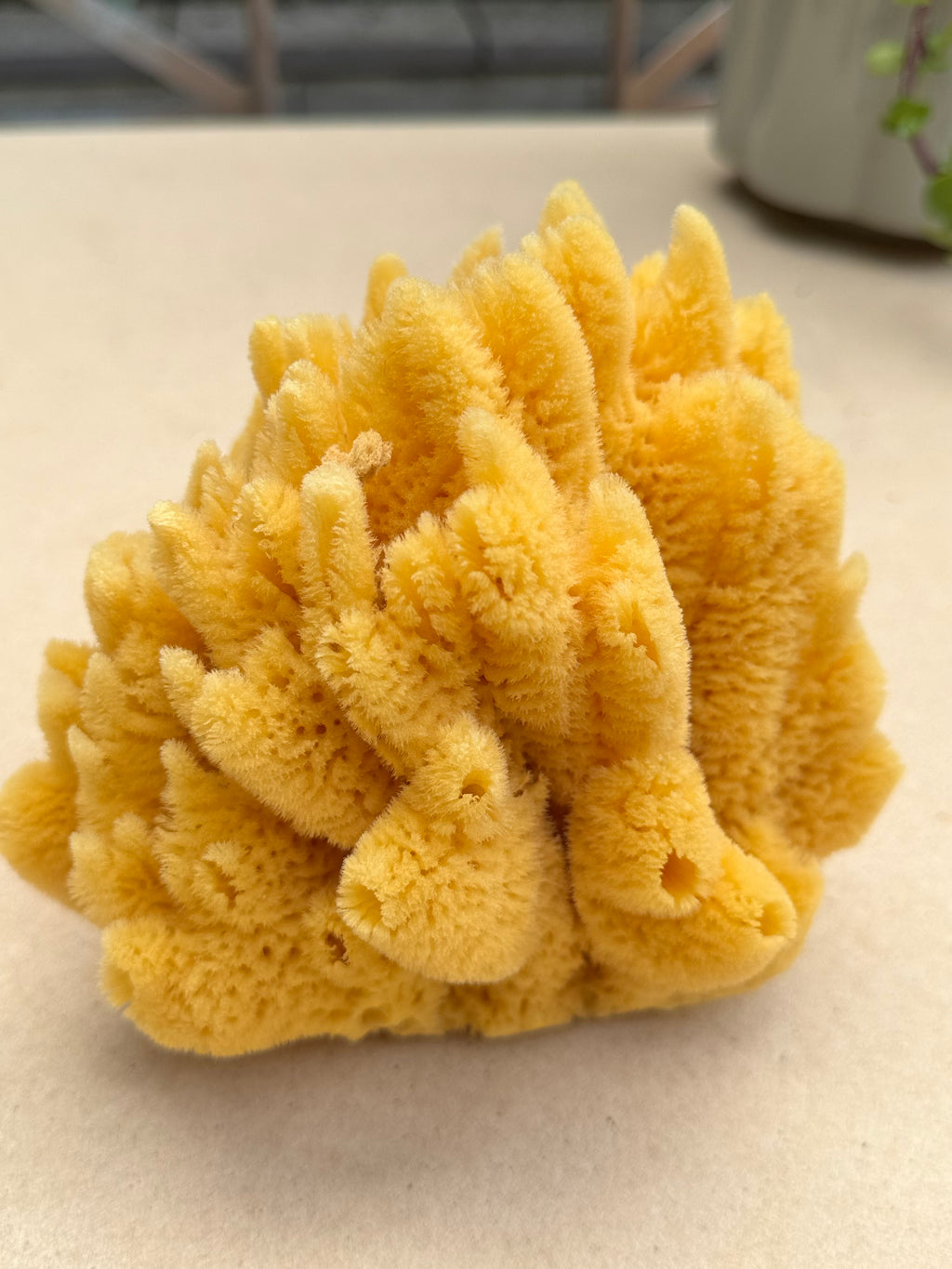 Decor Sea Sponges | Limited Editions | One of a Kind