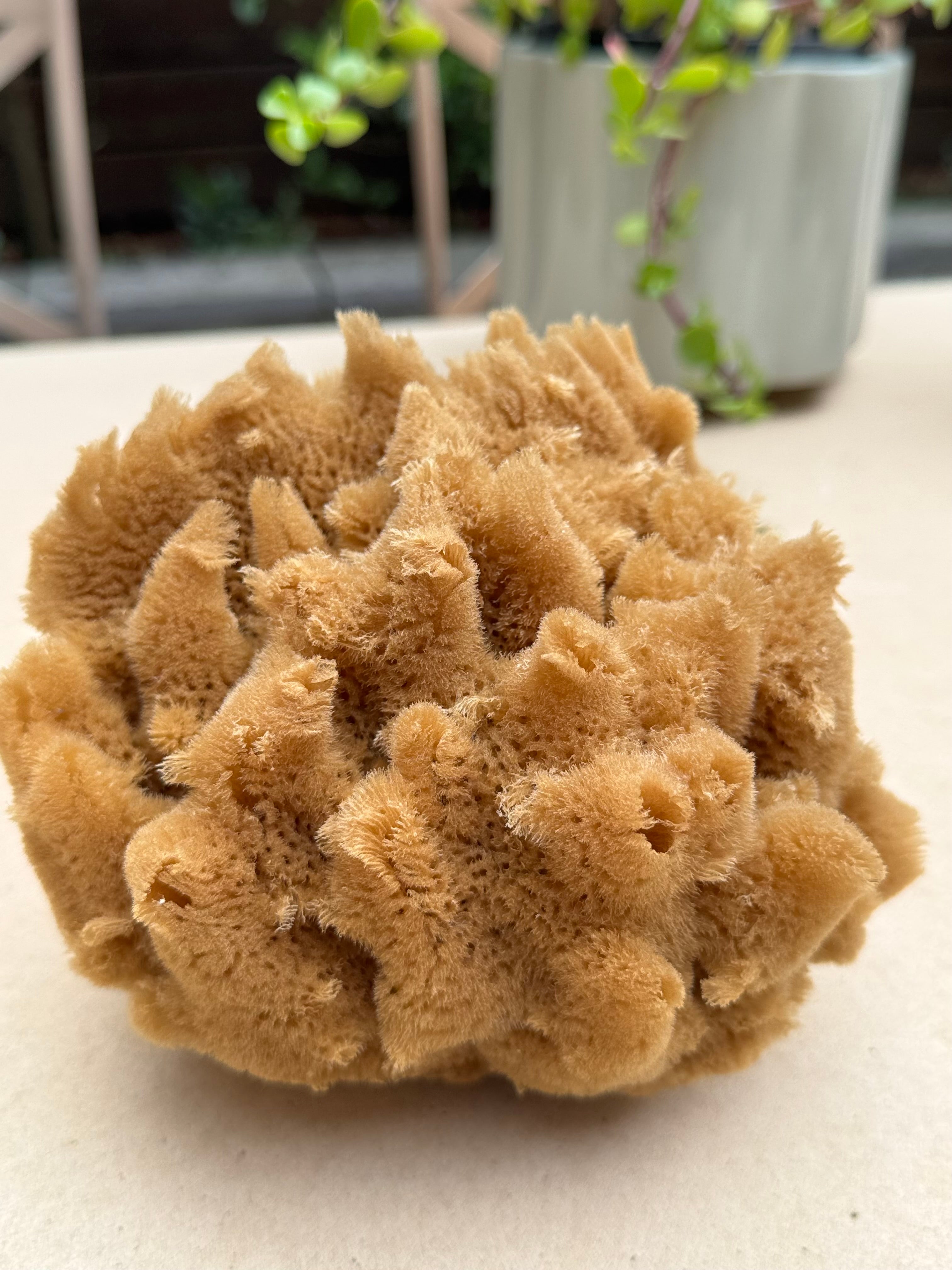 Decor Sea Sponges | Limited Editions | One of a Kind