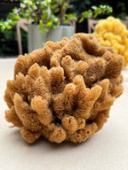 Decor Sea Sponges | Limited Editions | One of a Kind