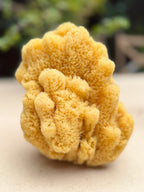 Decor Sea Sponges | Limited Editions | One of a Kind