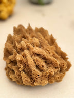 Decor Sea Sponges | Limited Editions | One of a Kind