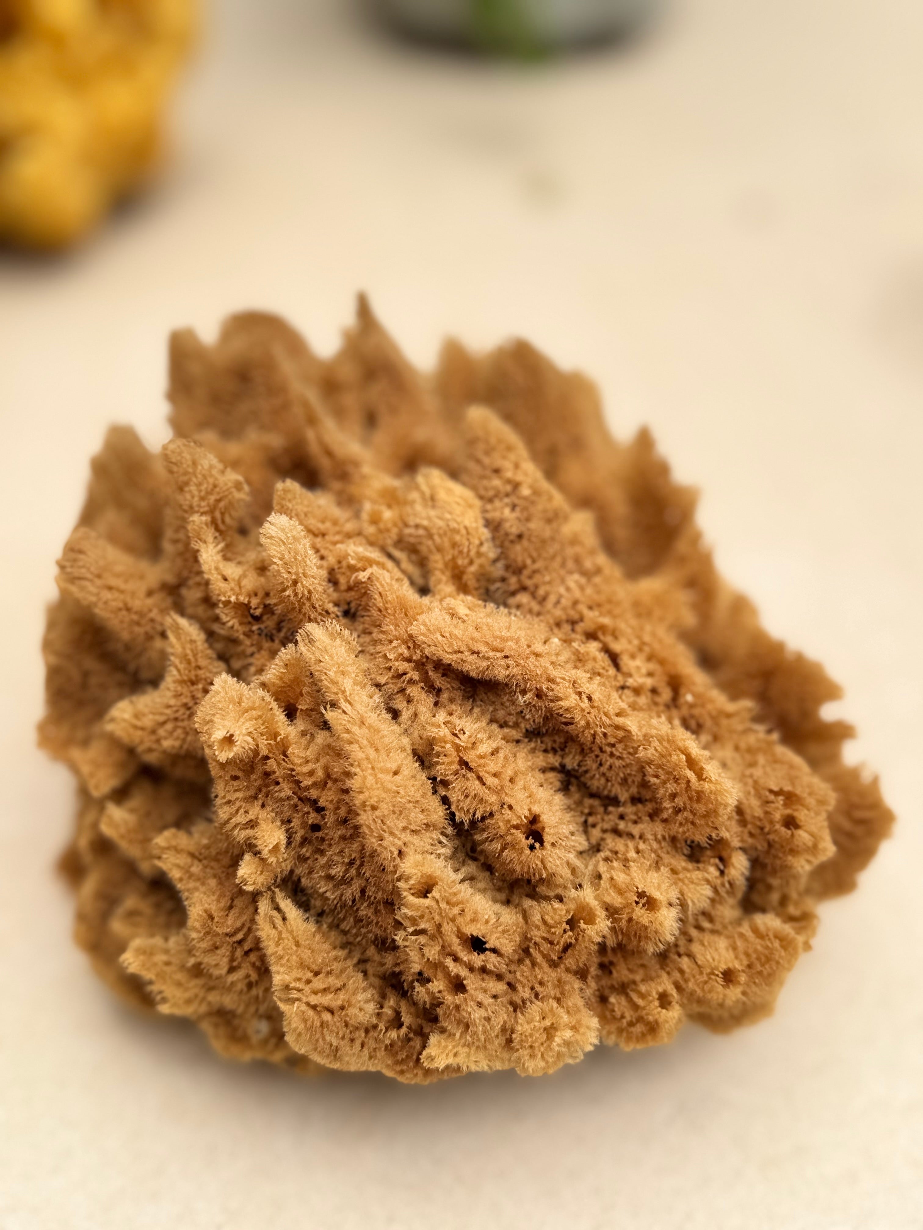 Decor Sea Sponges | Limited Editions | One of a Kind