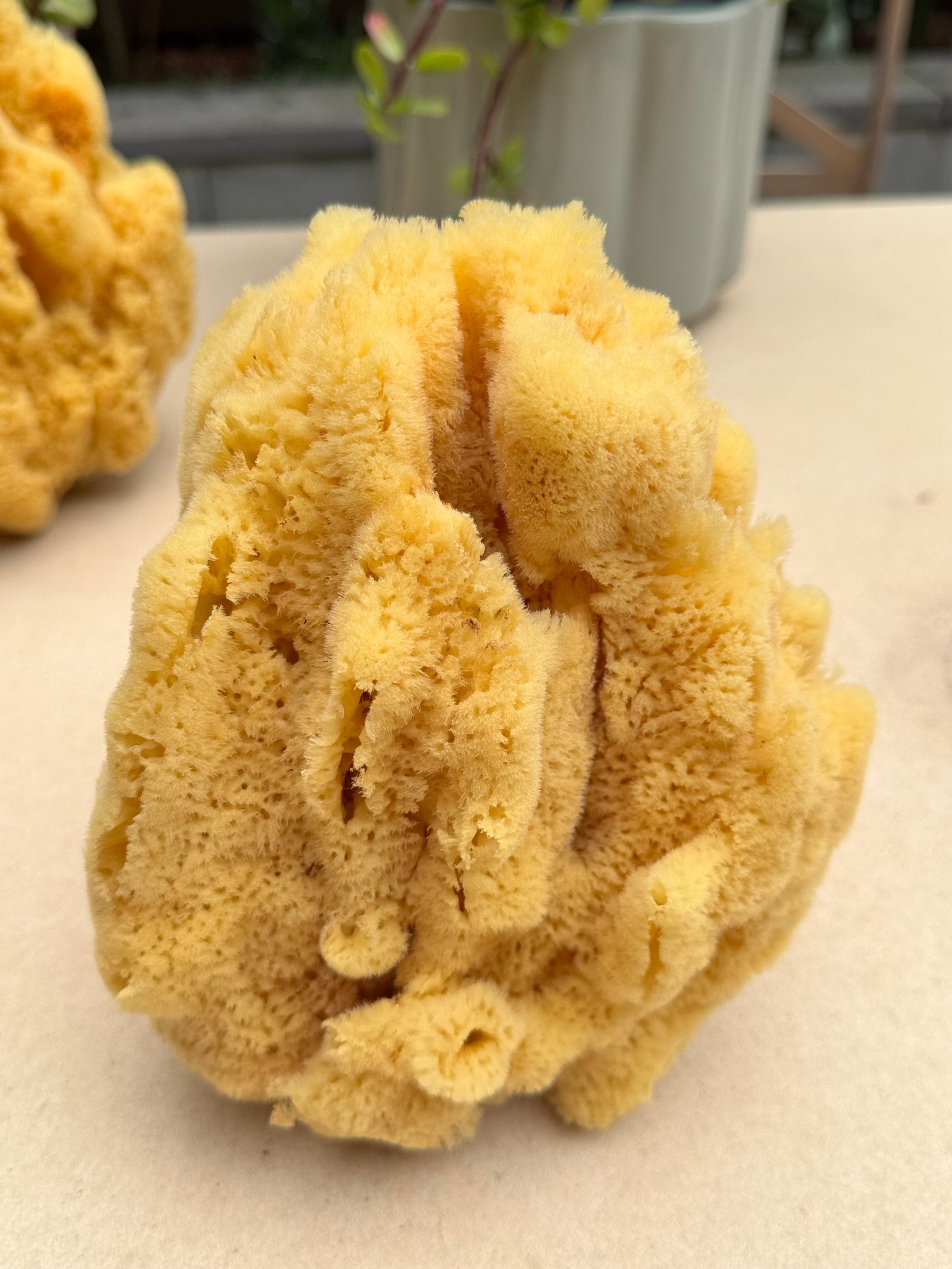 Decor Sea Sponges | Limited Editions | One of a Kind