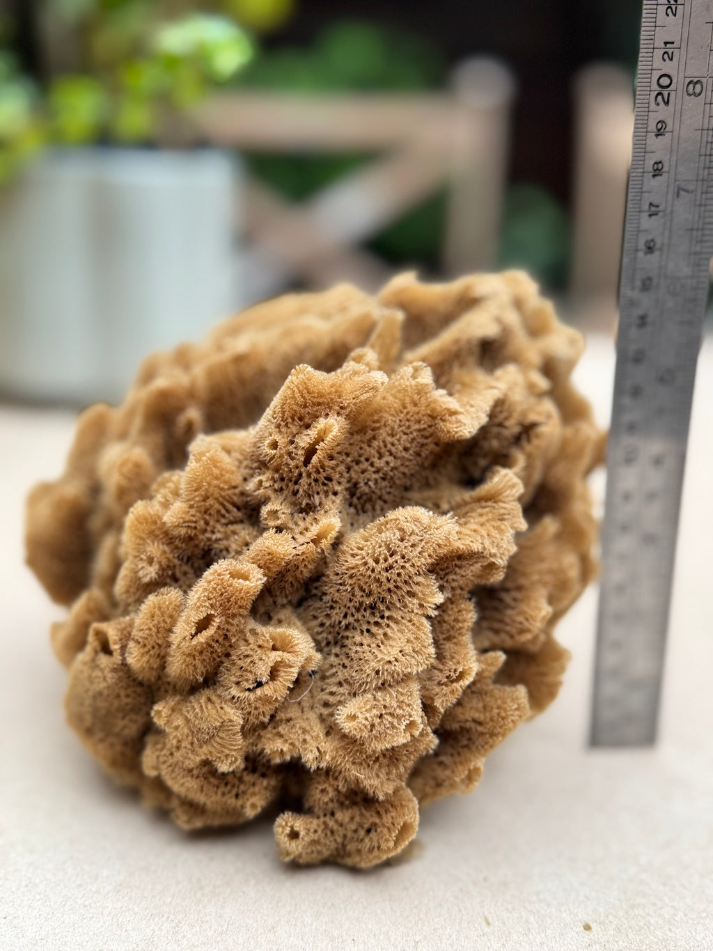 Decor Sea Sponges | Limited Editions | One of a Kind