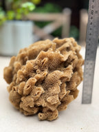 Decor Sea Sponges | Limited Editions | One of a Kind