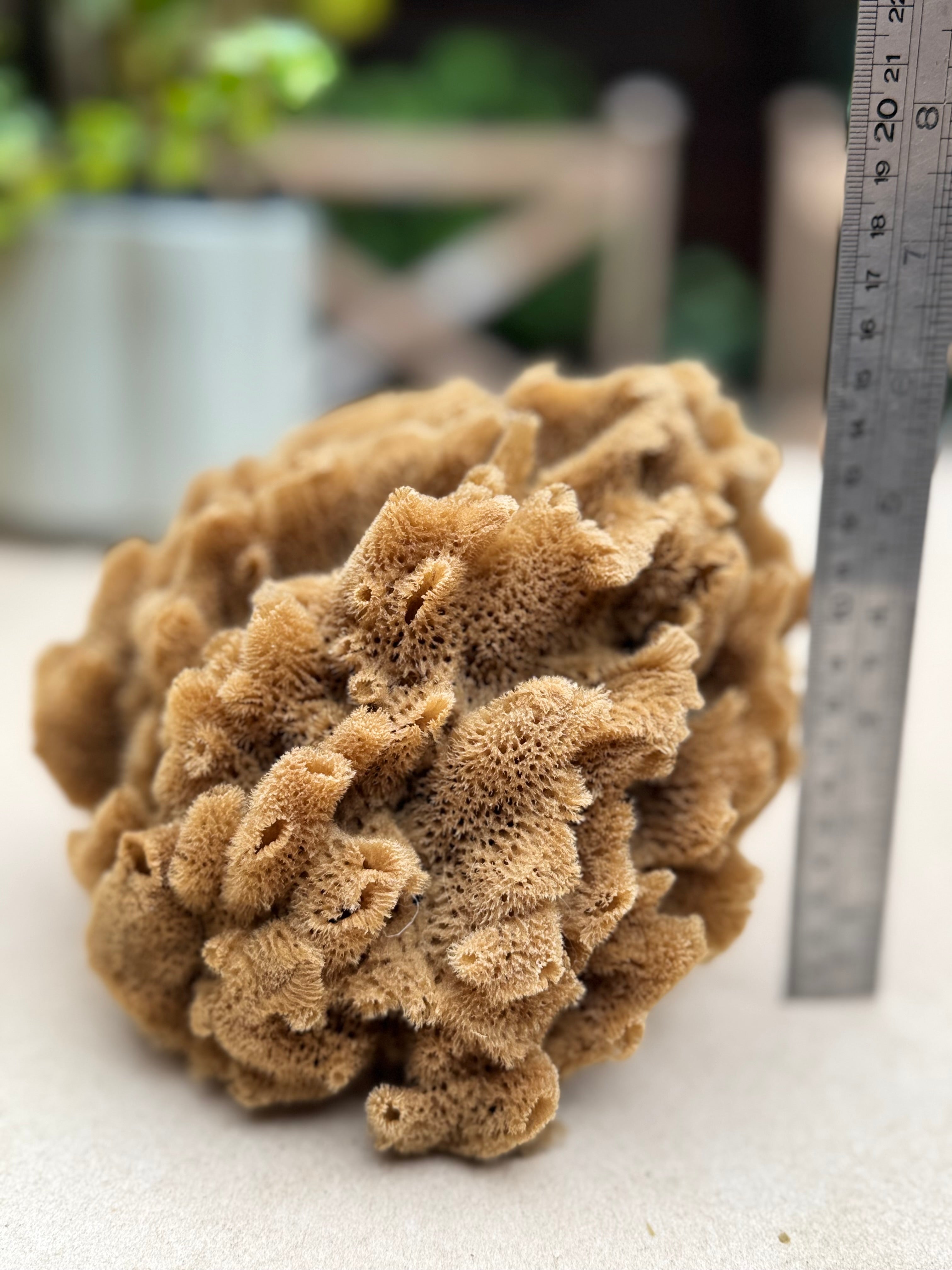 Decor Sea Sponges | Limited Editions | One of a Kind