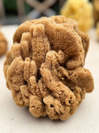 Decor Sea Sponges | Limited Editions | One of a Kind