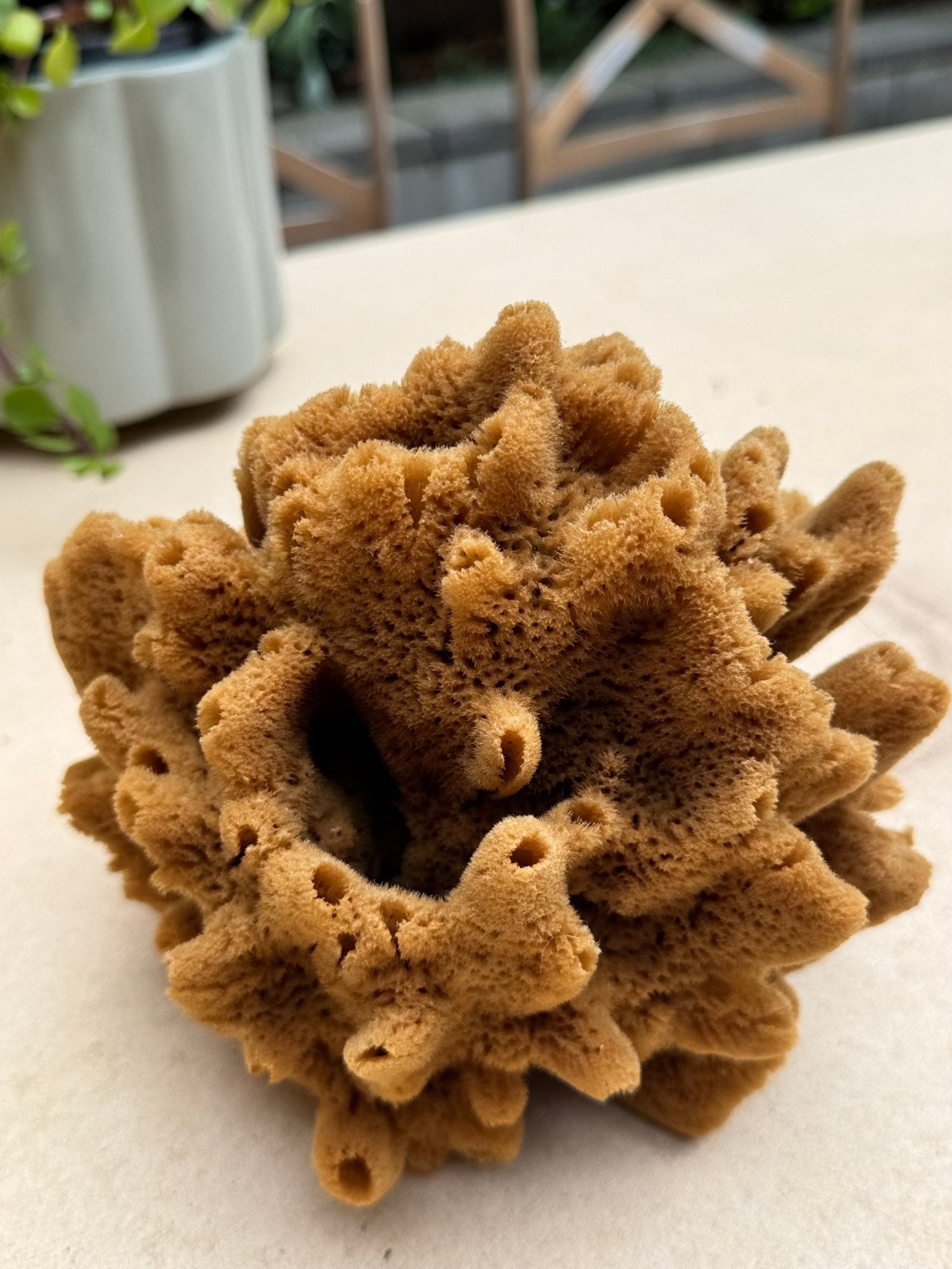 Decor Sea Sponges | Limited Editions | One of a Kind - Aqua Zoi