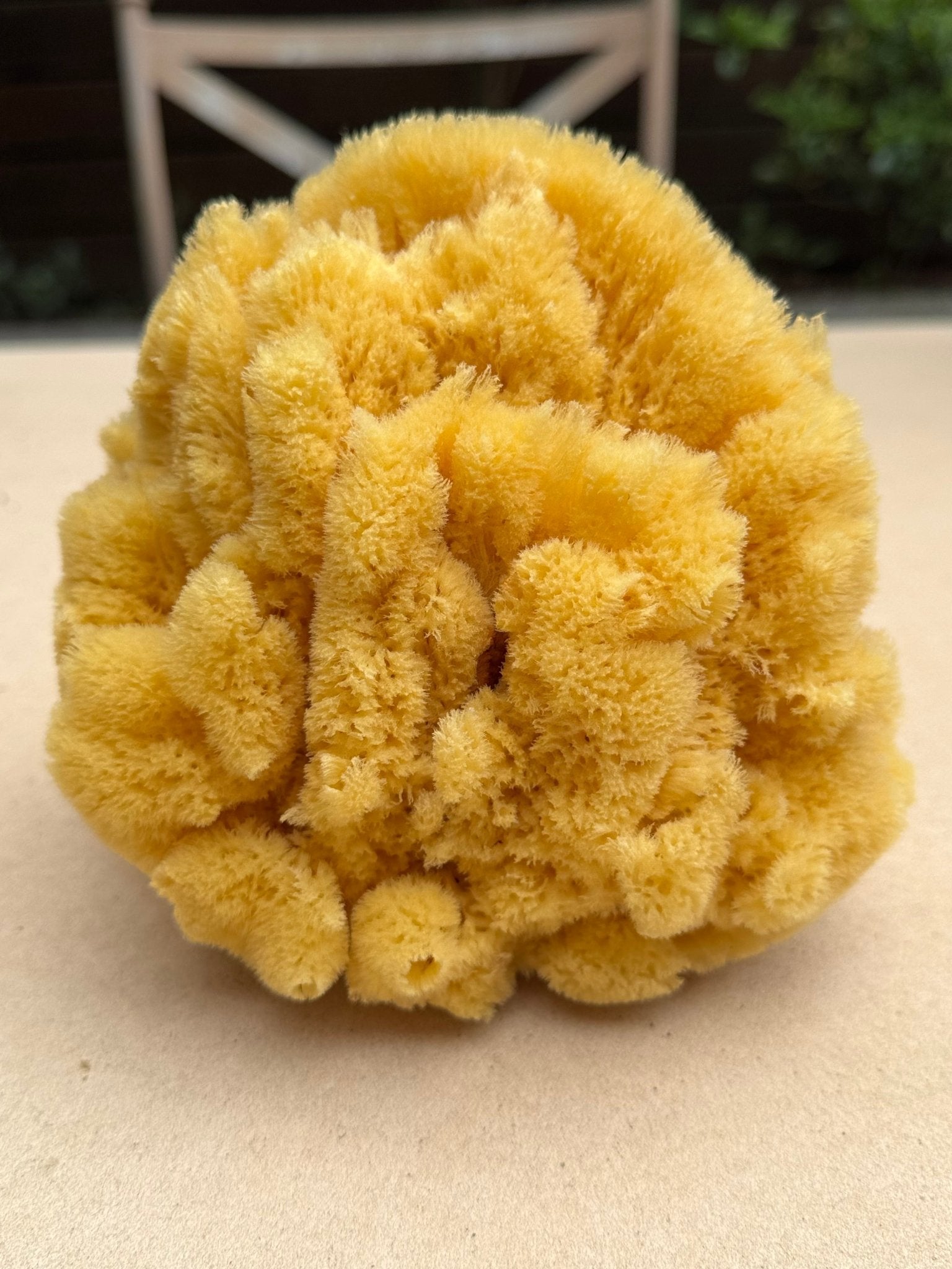 Decor Sea Sponges | Limited Editions | One of a Kind - Aqua Zoi