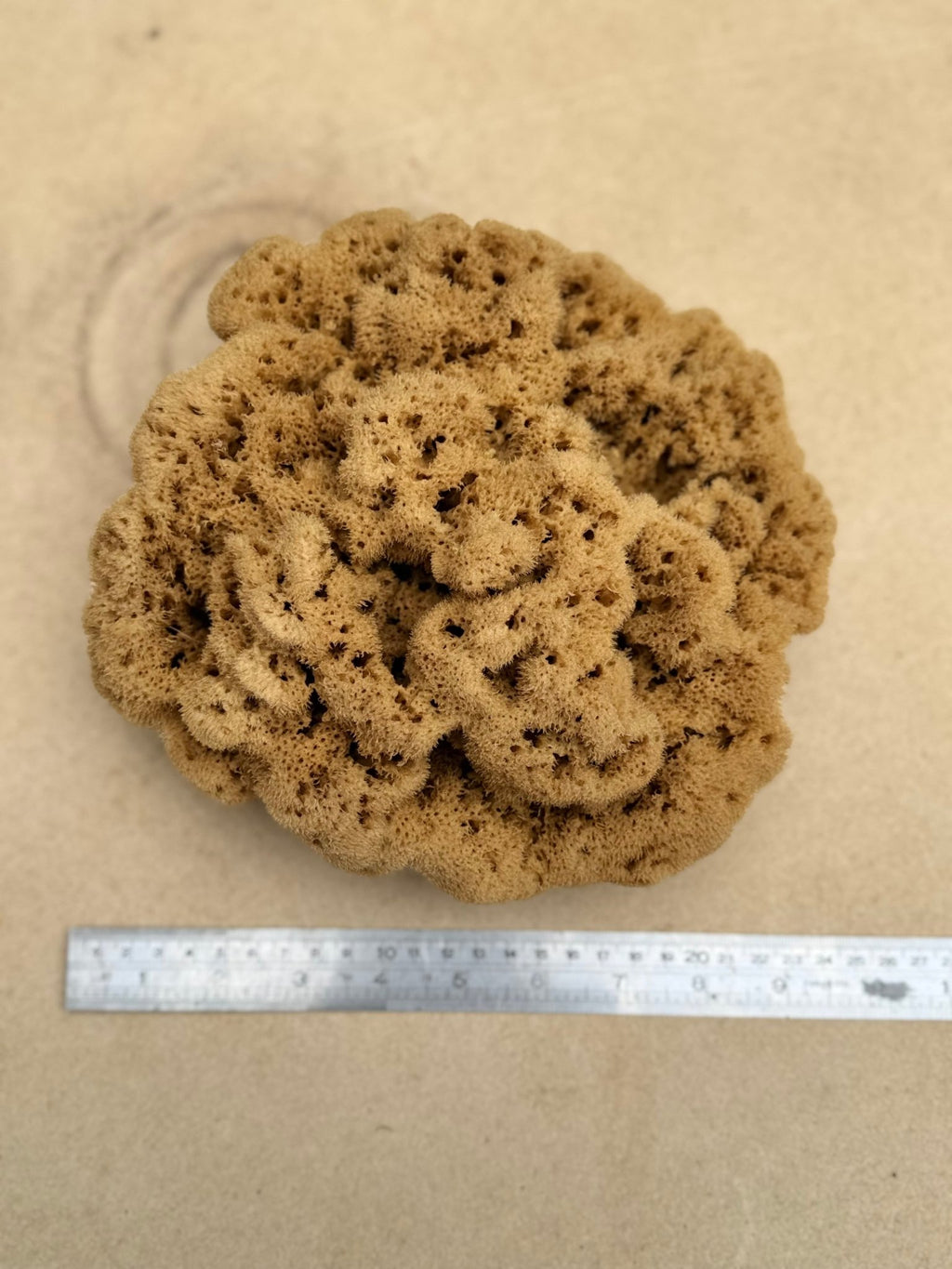 Decor Sea Sponges | Limited Editions | One of a Kind - Aqua Zoi