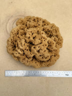 Decor Sea Sponges | Limited Editions | One of a Kind - Aqua Zoi