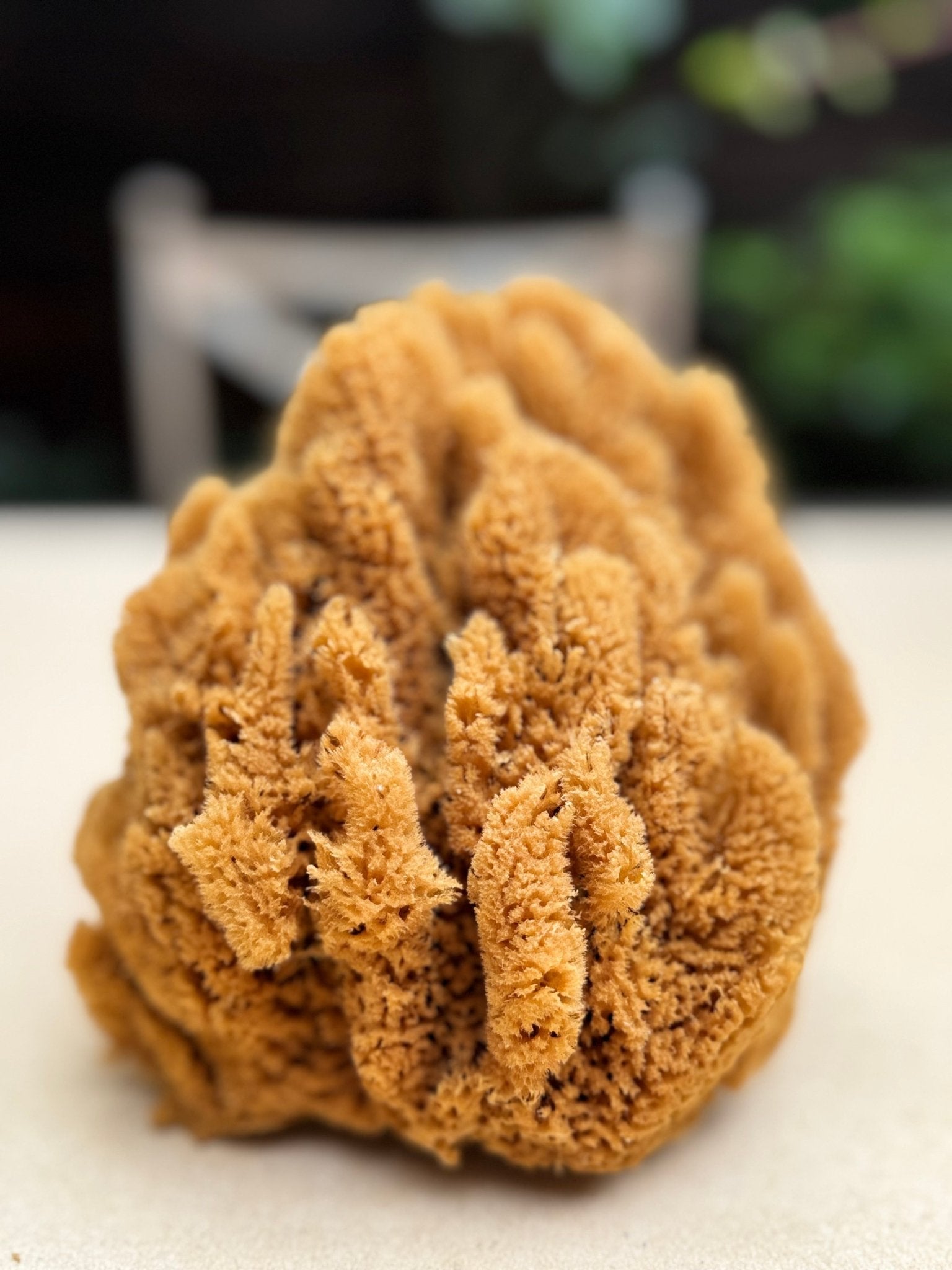 Decor Sea Sponges | Limited Editions | One of a Kind - Aqua Zoi