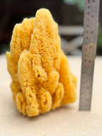 Decor Sea Sponges | Limited Editions | One of a Kind - Aqua Zoi