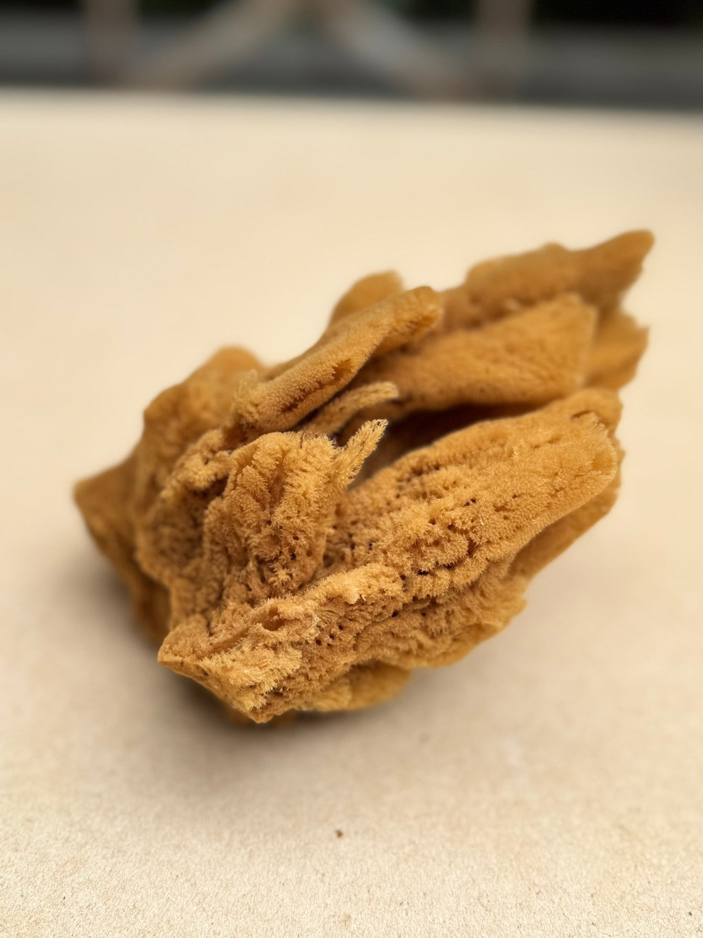 Decor Sea Sponges | Limited Editions | One of a Kind - Aqua Zoi