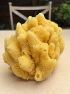 Decor Sea Sponges | Limited Editions | One of a Kind - Aqua Zoi