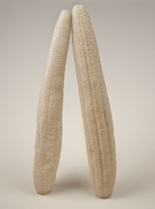 Natural loofah - limited run - Aqua Zoi