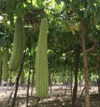 Natural loofah - limited run - Aqua Zoi