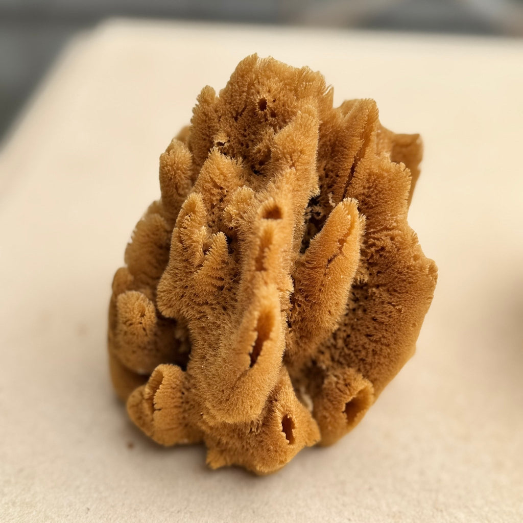 Small Decor Sponge - No. 694 - Aqua Zoi