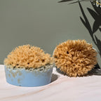 Sponge Soap - Aqua Zoi