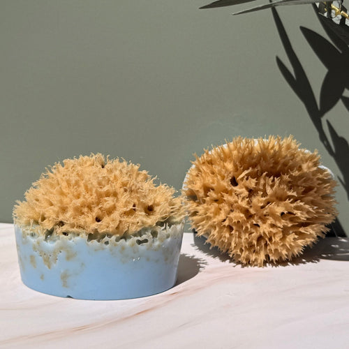 Sponge Soap - Aqua Zoi