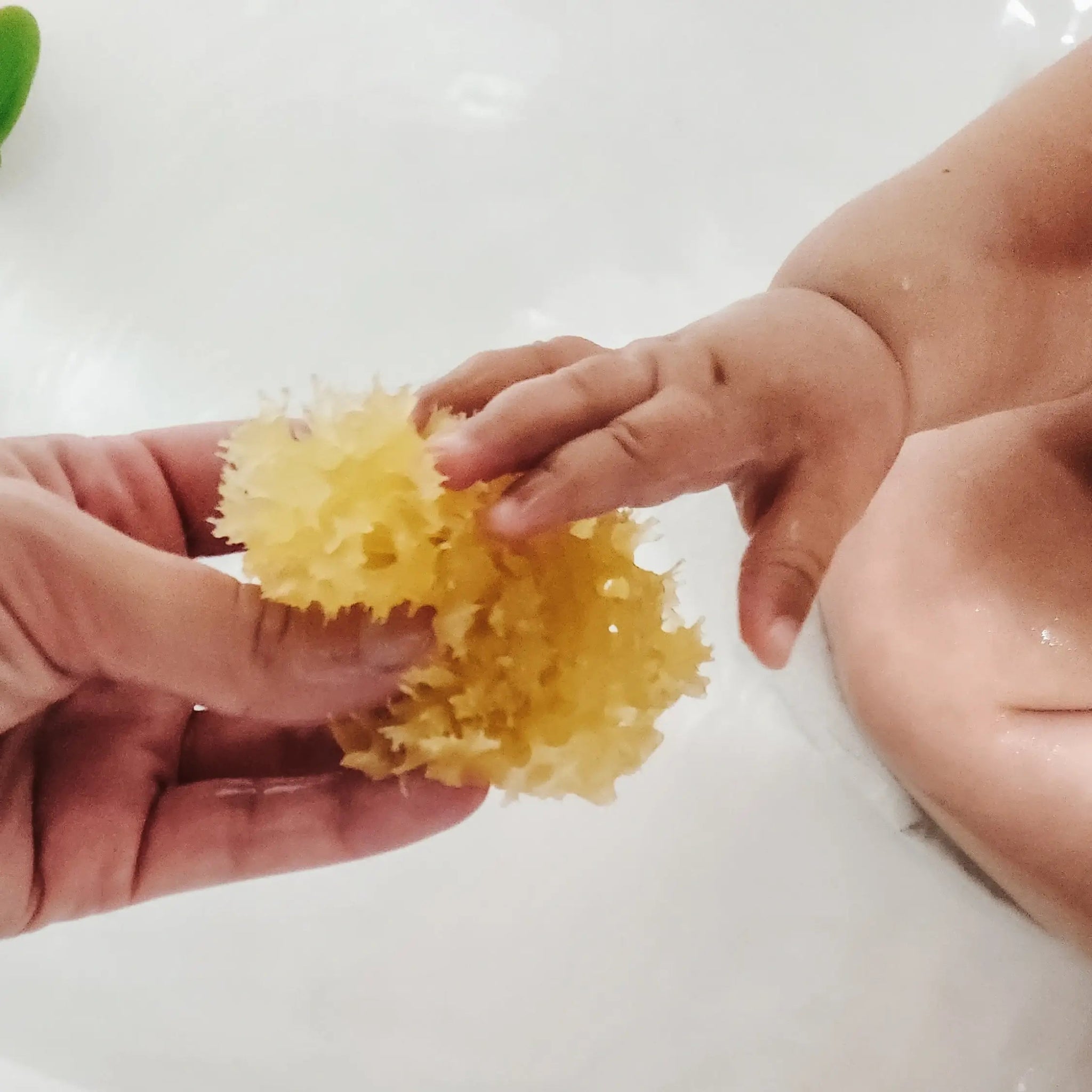 The Bambini Sponge - Aqua Zoi