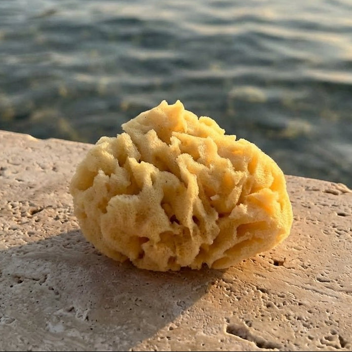 Sea Sponge - Aqua Zoi