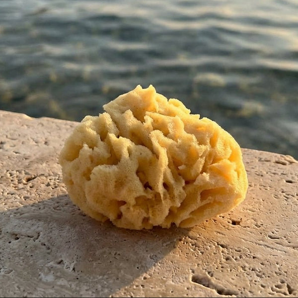Sea Sponge - Aqua Zoi