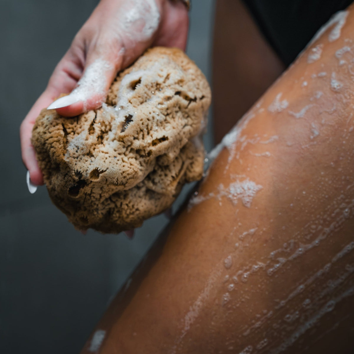 Wild Sea Sponge - Aqua Zoi