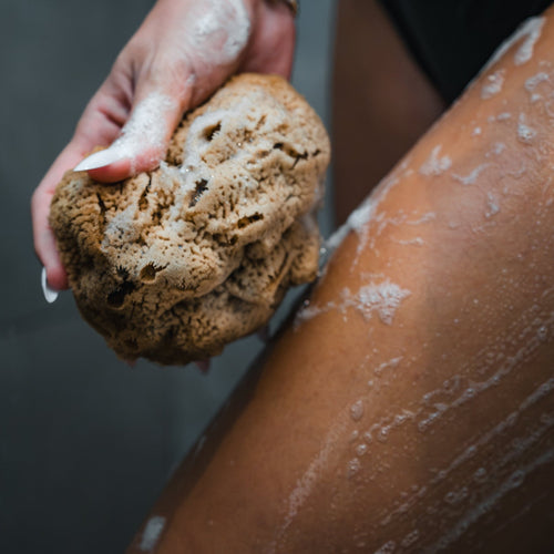 Wild Sea Sponge - Aqua Zoi