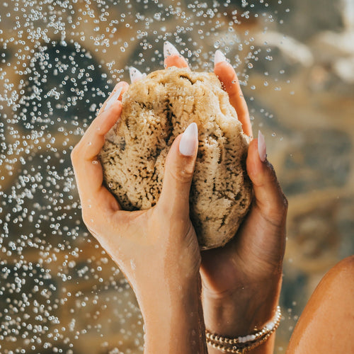Wild Sea Sponge - Aqua Zoi