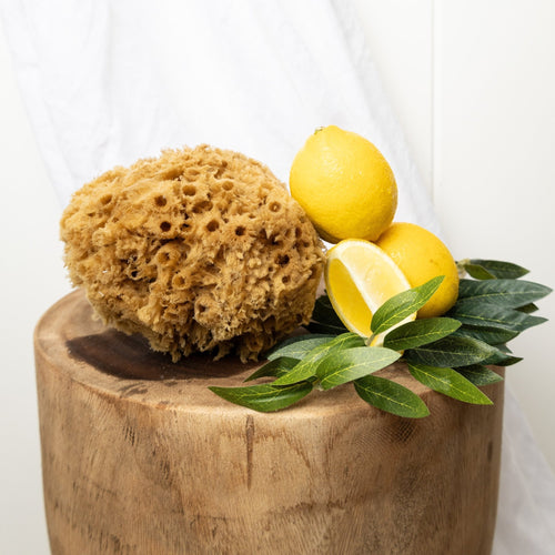 Wild Sea Sponge - Aqua Zoi